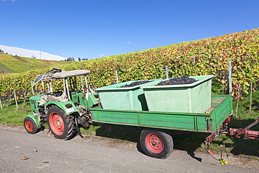 Tractor with a trailer with red wine grapes, Grape Harvest, Uhlbach, Stuttgart, Baden Wurttemberg, Germany, Europe