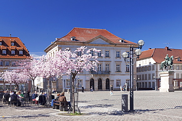 Almond blossom, Market Place and Town Hall, Landau, Deutsche Weinstrasse (German Wine Road), Rhineland-Palatinate, Germany, Europe