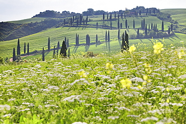 Cypress alley and meadow with flowers, Val D'Orcia, UNESCO World Heritage Site, Tuscany, Italy, Europe