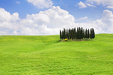 Landscape with cypress trees near San Quirico, Val d'Orcia, UNESCO World Heritage Site, Tuscany, Italy, Europe