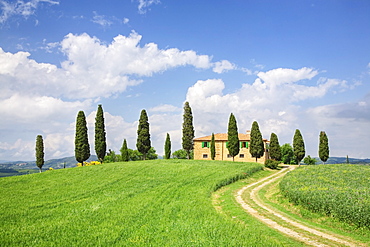 Farm house with cypress tree, Pienza, Val d'Orcia, UNESCO World Heritage Site, Tuscany, Italy, Europe 