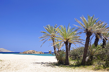 Beach and Palm Tree Forest, Vai, Lasithi, Eastern Crete, Crete, Greek Islands, Greece, Europe