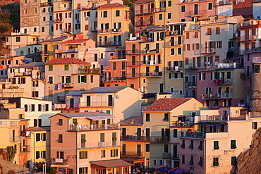 Colourful house facades, Manarola at sunset, Cinque Terre, UNESCO World Heritage Site, Riviera di Levante, Provinz La Spazia, Liguria, Italy, Europe