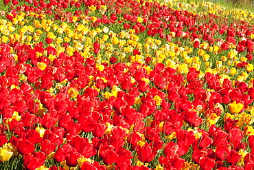 Field of tulips, Mainau Island in spring, Lake Constance, Baden-Wurttemberg, Germany, Europe