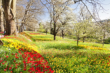 Field of tulips, Mainau Island in spring, Lake Constance, Baden-Wurttemberg, Germany, Europe