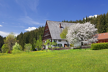 Black Forest house in Urachtal Valley in spring, Black Forest, Baden Wurttemberg, Germany, Europe