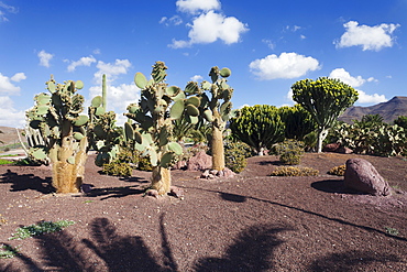 Palms, cactuses and spurge (euphorbia), Las Playitas, Fuerteventura, Canary Islands, Spain, Europe 