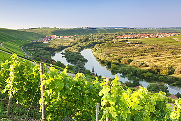 Vine village Escherndorf and Vogelsburg Castle, Volkacher Mainschleife Loop, Main River, Mainfranken, Lower Franconia, Bavaria, Germany, Europe