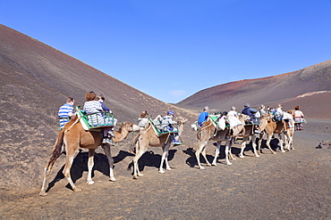 Tourists on camel tour, dromedaries, Parque National de Timanfaya, Lanzarote, Canary Islands, Spain, Europe