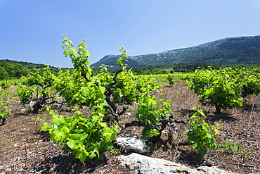 Vineyards, Peninsula Peljesac, Dalmatia, Croatia, Europe 