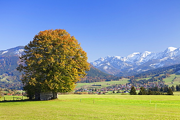 Single tree in autumn, Allgau, Bavaria, Germany, Europe 