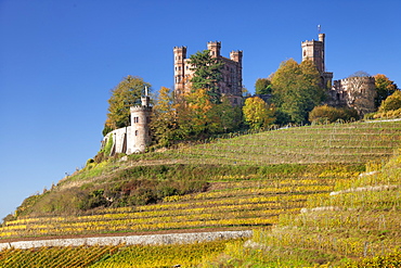 Ortenberg Castle and vineyards in autumn, Offenburg, Black Forest, Baden-Wurttemberg, Germany, Europe