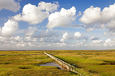 Salt meadow (salt marshes), Westerhever, Wadden Sea National Park, Eiderstedt Peninsula, Schleswig Holstein, Germany, Europe