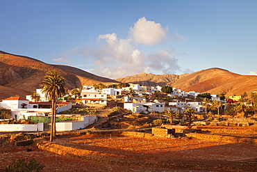 Palm trees and the white village of Toto at sunset, Fuerteventura, Canary Islands, Spain, Europe