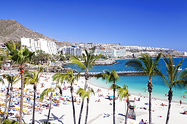 Palm trees at the beach, Arguineguin, Anfi del Mar, Playa de la Verga, Gran Canaria, Canary Islands, Spain, Atlantic, Europe 