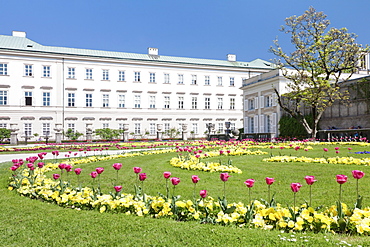 Tulips in Mirabell Garden, Mirabell Palace, UNESCO World Heritage Site, Salzburg, Salzburger Land, Austria, Europe 