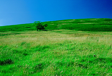 Meadowland in Oxfordshire, England