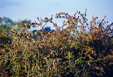 Red billed Quelea birds on a bush  in Moremi National Park , Botswana