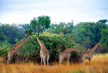 A herd ofGiraffes  in Moremi National Park , Botswana