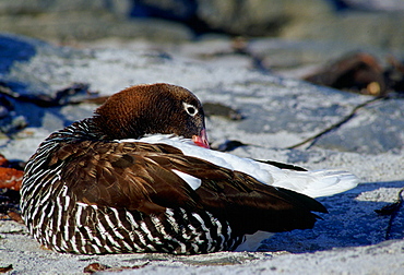 Kelp Goose, Sea Lion Island, Falkland Islands