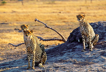 Cheetahs in Moremi National Park, Botswana