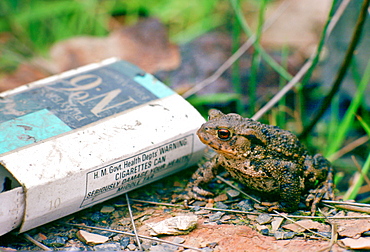 A toad next to a discarded Players No. 6 empty cigarette packet, England, United Kingdom