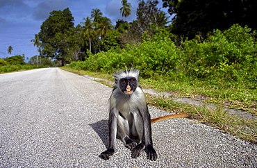 Zanzibar Red Colobus monkey, one of Africa's rarest primates 