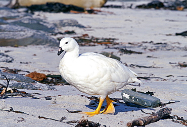 Male Kelp Goose, Sea Lion Island, Falkland Islands