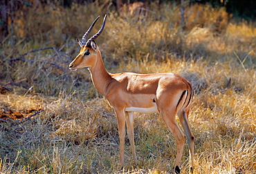 Impala in Moremi National Park, Botswana