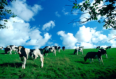 A herd of Friesian cows grazing in a pasture in Helford country, Cornwall, England, United Kingdom