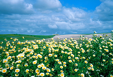 Farmland at Coto de Donana in Spain