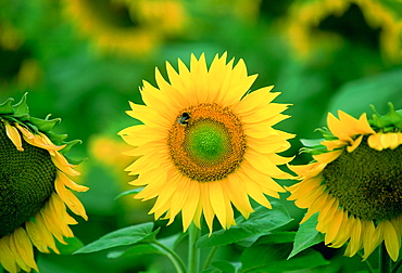 Bees on sunflower plant, Loire Valley, France