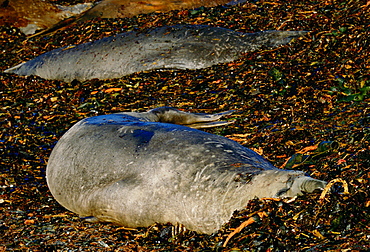 Pair of Elephant seals one showing scars of fighting on neck, Sea Lion Island, Falkland Islands