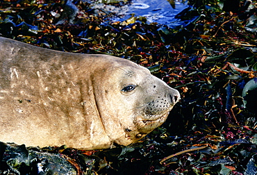 Elephant seal showing scars of fighting on neck, Sea Lion Island, Falkland Islands