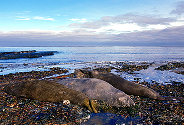 Elephant Seals, Sea Lion Island, Falkland Islands