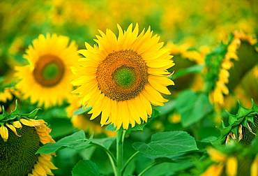 Sunflower plant in the Loire Valley in France