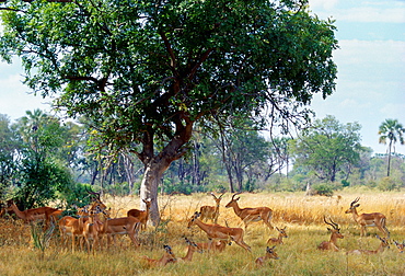 Herd of impala  in Moremi National Park, Botswana