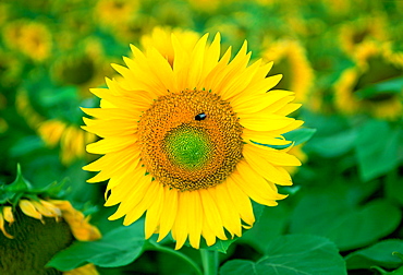 Bee on sunflower plant, Loire Valley, France