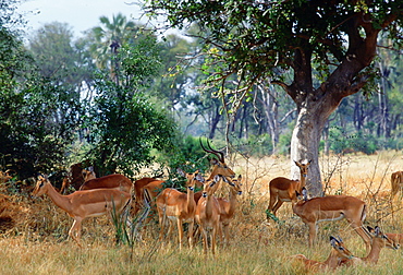 Herd of impala  in Moremi National Park, Botswana