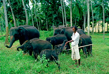 Man looking after baby elephants at an elephant orphanage near Kandy in Sri Lanka