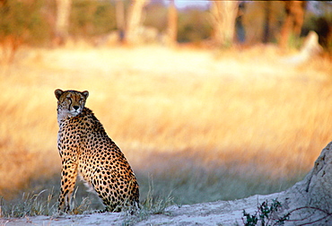 Cheetah at sunset sitting by termite mound  in Moremi National Park , Botswana