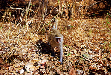 Young vervet monkey striding among fallen dead leaves in Zimbabwe