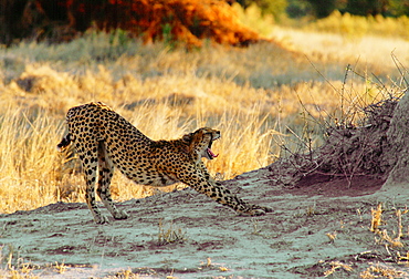 A cheetah using an old termite mound to watch for approaching prey in Moremi National Park, Botswana, Africa