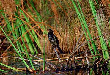 A long-tailed Cormorant bird perched on papyrus, Okavango Delta, Botswana, Africa