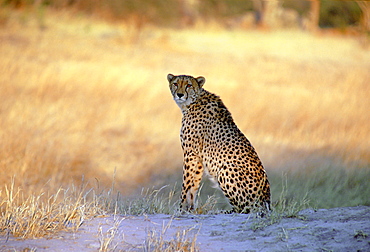 A cheetah sitting watching  for approaching prey in Moremi National Park, Botswana