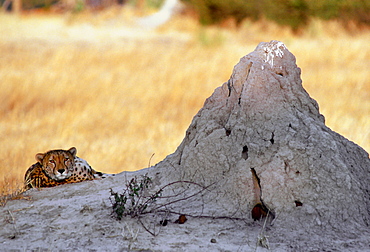 Cheetah at sunset lying by termite mound  in Moremi National Park , Botswana