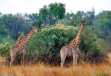 Herd of three giraffes  in Moremi National Park, Botswana