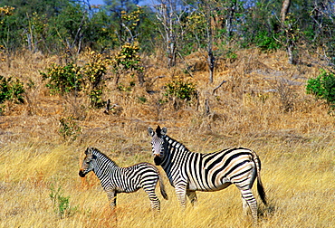 Burchell's Zebra and foal in Northern Botswana, Africa