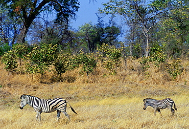 A Bruchell's Zebra walking with her foal in Moremi Game Reserve, Okavango Delta, Africa.