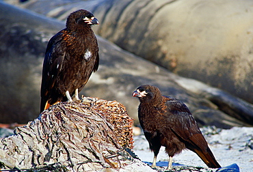 A pair of  Johnny Rook or Striated Caracara (Phalcoboenus australis) birds, one of the world's rarest birds of prey, resting on the beach of Sea Lion Island in the Falklands, South Atlantic.  Behind are elephant seals.